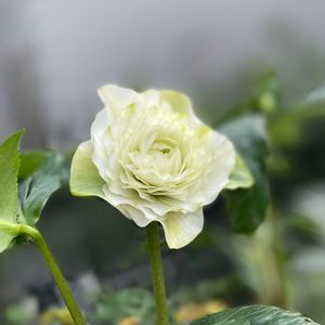 クリスマスローズ,クリスマスローズ プリマドレス,横山園芸　クリスマスローズ,ナチュラルガーデン,ジャンクガーデンの画像