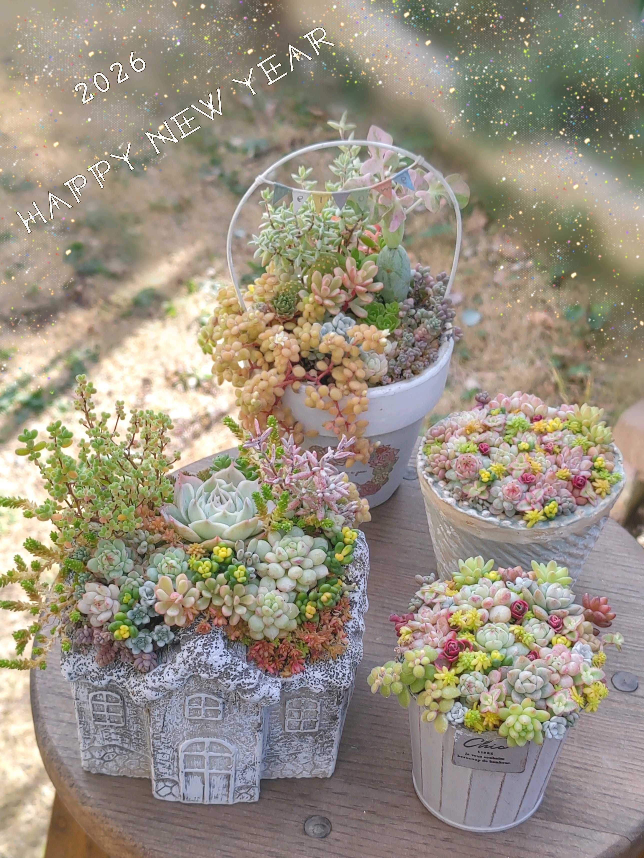 まるで鉢の中は花畑♡可愛い多肉がてんこ盛りの「センペル丼」って何