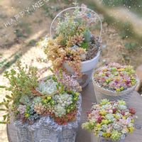 エケベリア アニードット,チリピンキー,ロメオルビン×トバレンシストバル,多肉植物,多肉植物寄せ植えの画像