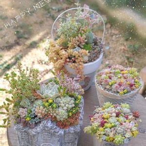 エケベリア アニードット,チリピンキー,ロメオルビン×トバレンシストバル,多肉植物,多肉植物寄せ植えの画像