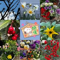 ハボタン,パンジー・ビオラ,ブラキカム,プリムラ,ルドベキアの画像