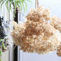 アナベル,花のある暮らし,緑のある暮らし,HTC,信楽狸倶楽部の画像