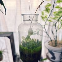 ラン,ハイゴケ,ジュエルオーキッド マコデスペトラ,ペディランサス大銀竜,観葉植物の画像