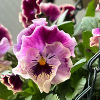 ネギ,白菜,フリンジビオラ　帰蝶,ありがとう,カネコ種苗の画像