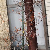 アロエ,ツルウメモドキ,サンパラソル,アメジストセージ,いちごの木の画像