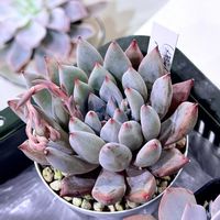 エケベリア属,花芽,多肉大好き,多肉花芽,多肉男子の画像