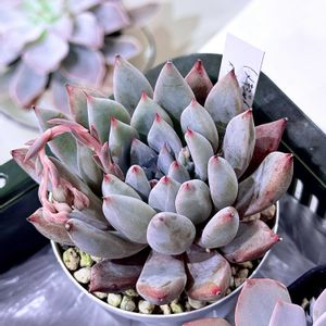 エケベリア属,花芽,多肉大好き,多肉花芽,多肉男子の画像