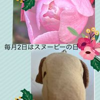 ネコヤナギ,ネコヤナギ,バラ,赤い薔薇,ピンクのバラの画像