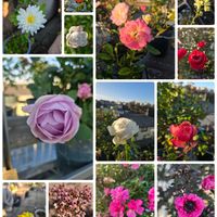 オーニソガラム,恋心,花かんざし,ジャノメエリカ,ギョリュウバイの画像