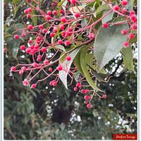 カナメモチ,ウォーキングの楽しみの画像