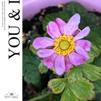 シュウメイギク,可愛らしい,花のある暮らし,ピンク大好きの画像