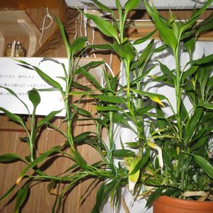 ミリオンバンブー,ドラセナ・サンデリアーナ,富貴竹,観葉植物,癒しの画像