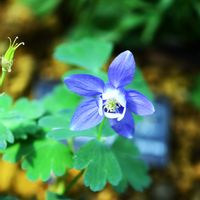 ミヤマオダマキ,高山植物,深山苧環,深山苧環（ミヤマオダマキ）,咲くやこの花館の画像