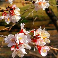 サクラ,ツワブキ,ブルースター,ボケ,ロウバイの画像