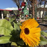 アリッサム,キンセンカ,キンセンカ,スイセン,クリスマスホーリーの画像