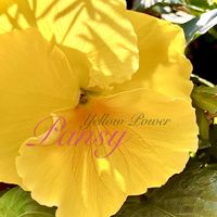 パンジー,サンシキスミレ,黄色い花,花のある暮らし,緑のある暮らしの画像