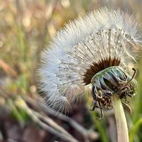 タンポポ,おひさまの画像
