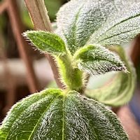 シコンノボタン,シコンノボタン,カタバミ,カタバミ,癒しの画像