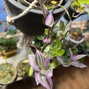 トラディスカンチア ラベンダー,ダイソー,DAISO,トラディスカンチア ,リビング・ダイニングの画像