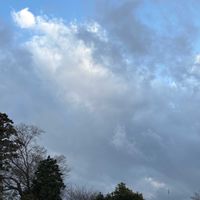 クリスマスローズ,ルドベキア,水仙(すいせん),水仙(すいせん),ケイランサスの画像