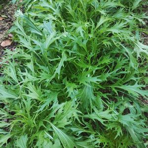 水菜,ダイソー,ガーデニング,ネコ好き,実家の庭の画像