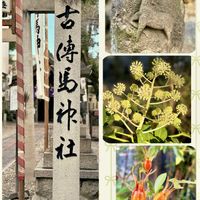 クチナシ,ヤツデ,クスノキ,クスノキ,山野草の画像