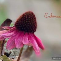 エキナセア シャイアンスピリット,ジャメスブリテニア サファリ モーブスカイ,癒しのお花,愛の花♡,ありがとうの花❣️の画像