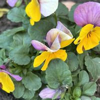 クレマチス,パンジー・ビオラ,レオナルド・ダ・ビンチ,古道具,ガーデン雑貨の画像