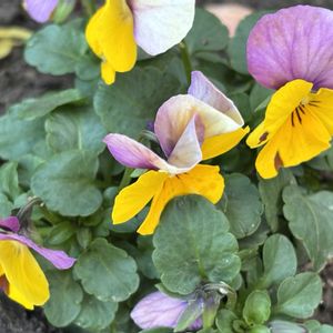 クレマチス,パンジー・ビオラ,レオナルド・ダ・ビンチ,古道具,ガーデン雑貨の画像