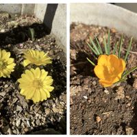 クロッカス,福寿草,ｸﾛｯｶｽ,ﾌｸｼﾞﾕｿｳ,鉢植えの画像