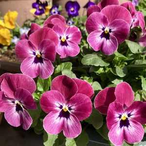 ビオラ・パンジー,#ガーデニング,ピンクワールドへ ようこそ,エクステリアの画像
