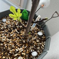 イチジク,アーチベル,その他部屋の画像