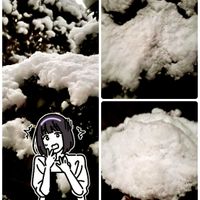 キンモクセイ,サザンカ,葉牡丹,パンジー きもの,復興祈願の画像