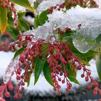 マツ,馬酔木(アセビ）,散歩道,備忘録,積雪の画像