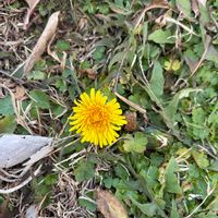 タンポポの画像