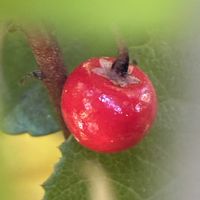 ノコンギク,ヤブコウジ,オタフクナンテンの画像