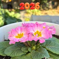 フェイジョア,プリムラ,プリムラ マラコイデス,プリムラ　ジュリアン,プリムラ　ジュリアンの画像