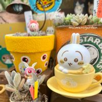 月兎耳,キュンキュン♡,多肉植物のある暮らし,繋がりに感謝✨,KOHリメ鉢の画像