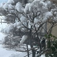 シラー,ドウダンツツジ,ユッカ,ユッカ,軒下の画像