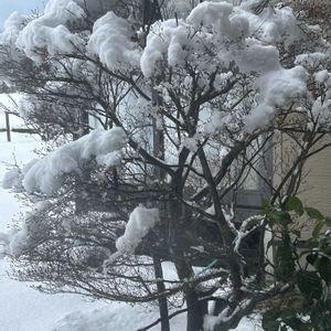 シラー,ドウダンツツジ,ユッカ,ユッカ,軒下の画像