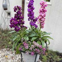 アリッサム,アリッサム,ストック,ストック,スイートアリッサム の画像