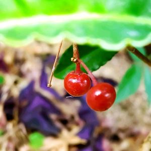 スイセン,マンリョウ,ビバーナム ティヌス,万両の実,秋明菊の綿毛の画像