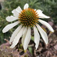 エキナセア,元気もらえる,お花のある暮らし,笑って咲く花の画像