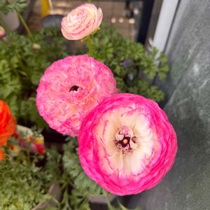 ラナンキュラス,鉢植え,マンション専用庭,ガーデニング初心者,庭の画像