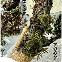 セッコク,フウラン,着生ラン,日本の蘭,小さな庭の画像