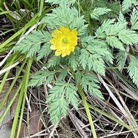 フクジュソウ,ユキヤナギ,福寿草,#最前線のあなたへ,土曜はお空の発表会の画像