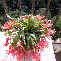 火祭り　(クラッスラ属),二階テラス,ねこちゃん♡,☆ハオルチア,シャコバサボテンの花の画像