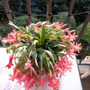 火祭り　(クラッスラ属),二階テラス,ねこちゃん♡,☆ハオルチア,シャコバサボテンの花の画像