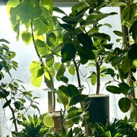 ドラセナ,フィカス　ウンベラータ,フィロデンドロン,ブラッサイア,フィカス・アルテシマの画像