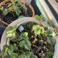 イチゴ,イチゴ,イチゴ,イチゴ,イチゴの画像